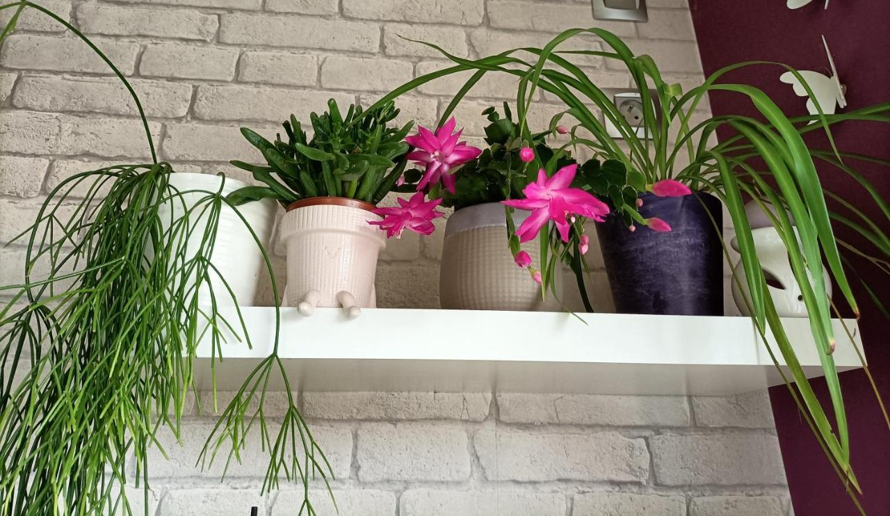 Mortagne-sur-Sevre Les Bichettes Bed & Breakfast エクステリア 写真